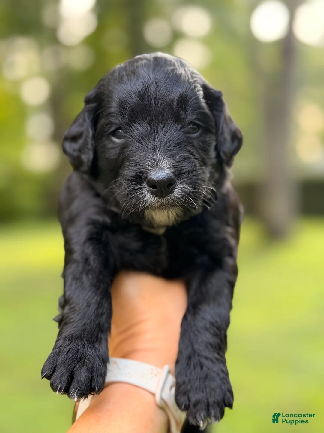 Bernedoodle dogs for sale: Purple - most vocal and most lovey. Currently the smallest. - Ad 2