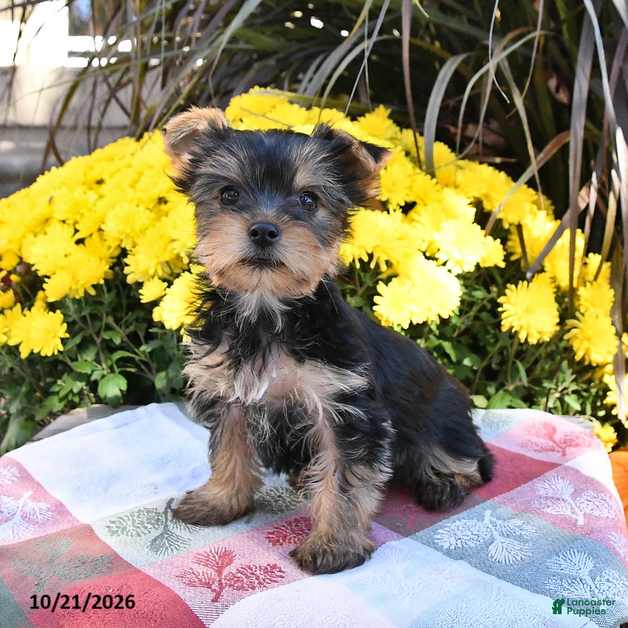 Yorkshire Terrier dogs Twyla - Ad 2