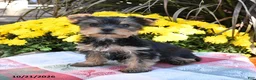 Yorkshire Terrier dogs for sale: Twyla - Ad 2