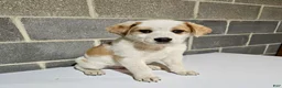 Mixed Breed dogs for sale: Harley - Ad 20