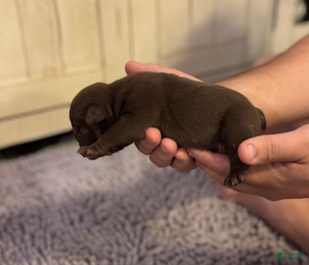 English Bulldog dogs for sale: Buggsy - Ad 1