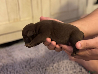 English Bulldog dogs Buggsy - Ad 3