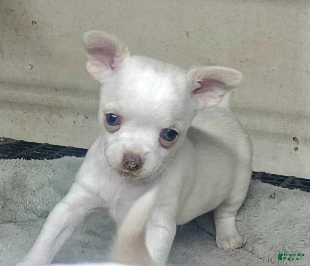 Chihuahua dogs for sale: Harvey - Ad 6