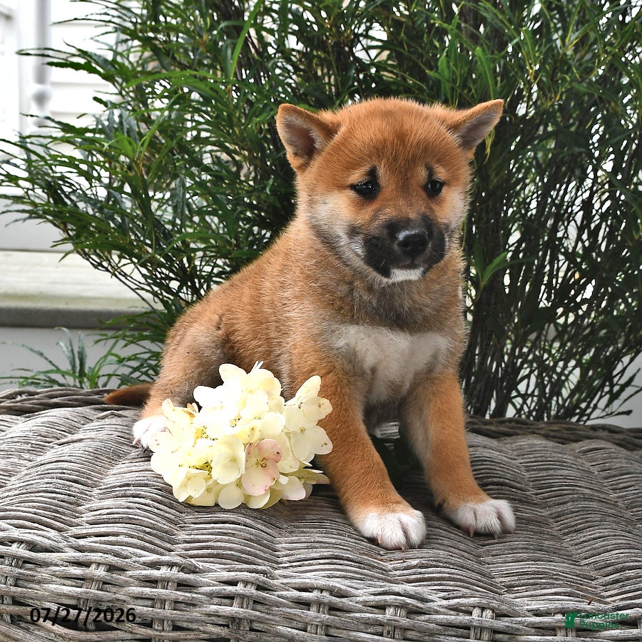Shiba Inu dogs Summer - Ad 2