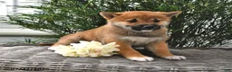 Shiba Inu dogs for sale: Summer - Ad 2