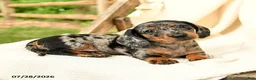 Miniature Dachshund dogs for sale: Davina - Ad 2