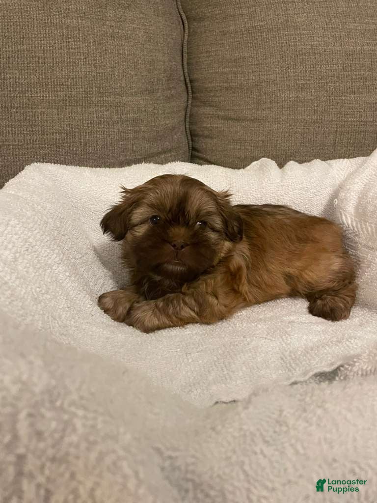 Shih Tzu dogs Axel - Ad 27