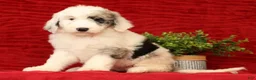 Sheepadoodle dogs for sale: Sophia - Ad 3
