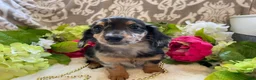 Miniature Dachshund dogs for sale: Lilly - Ad 15
