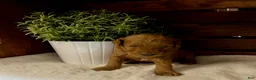 Miniature Poodle dogs for sale: Mocha - Ad 3
