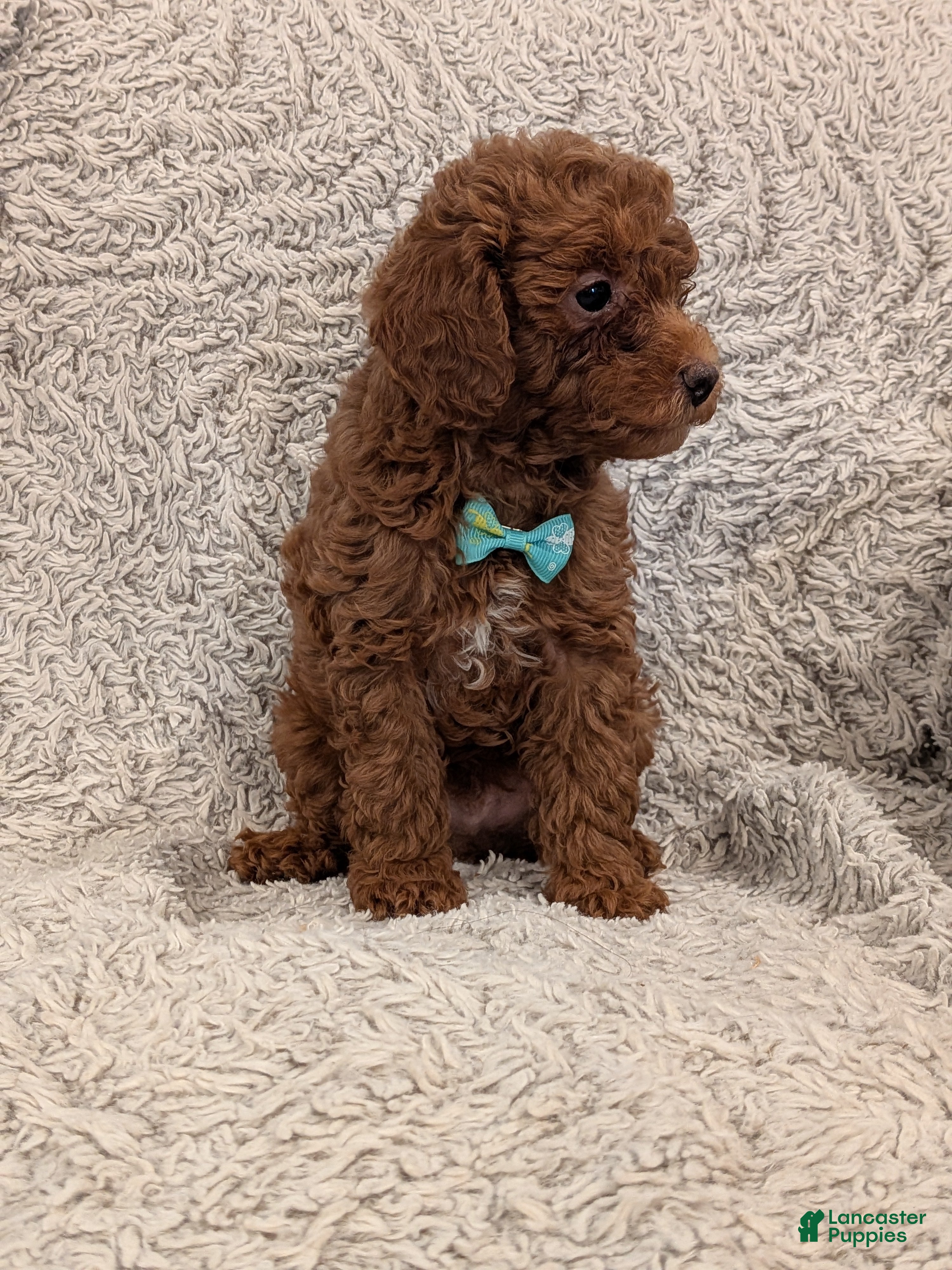 Miniature Poodle dogs Bingo - Ad 2