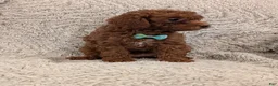 Miniature Poodle dogs for sale: Bingo - Ad 2