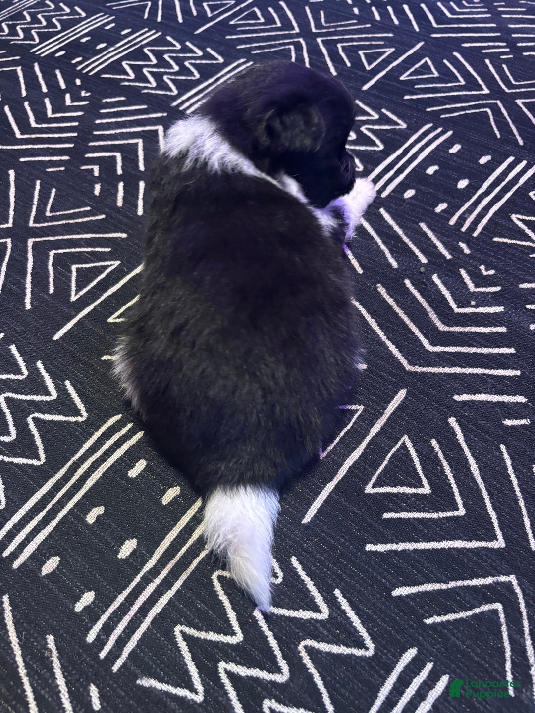 Pomeranian dogs for sale: Champ - Ad 1