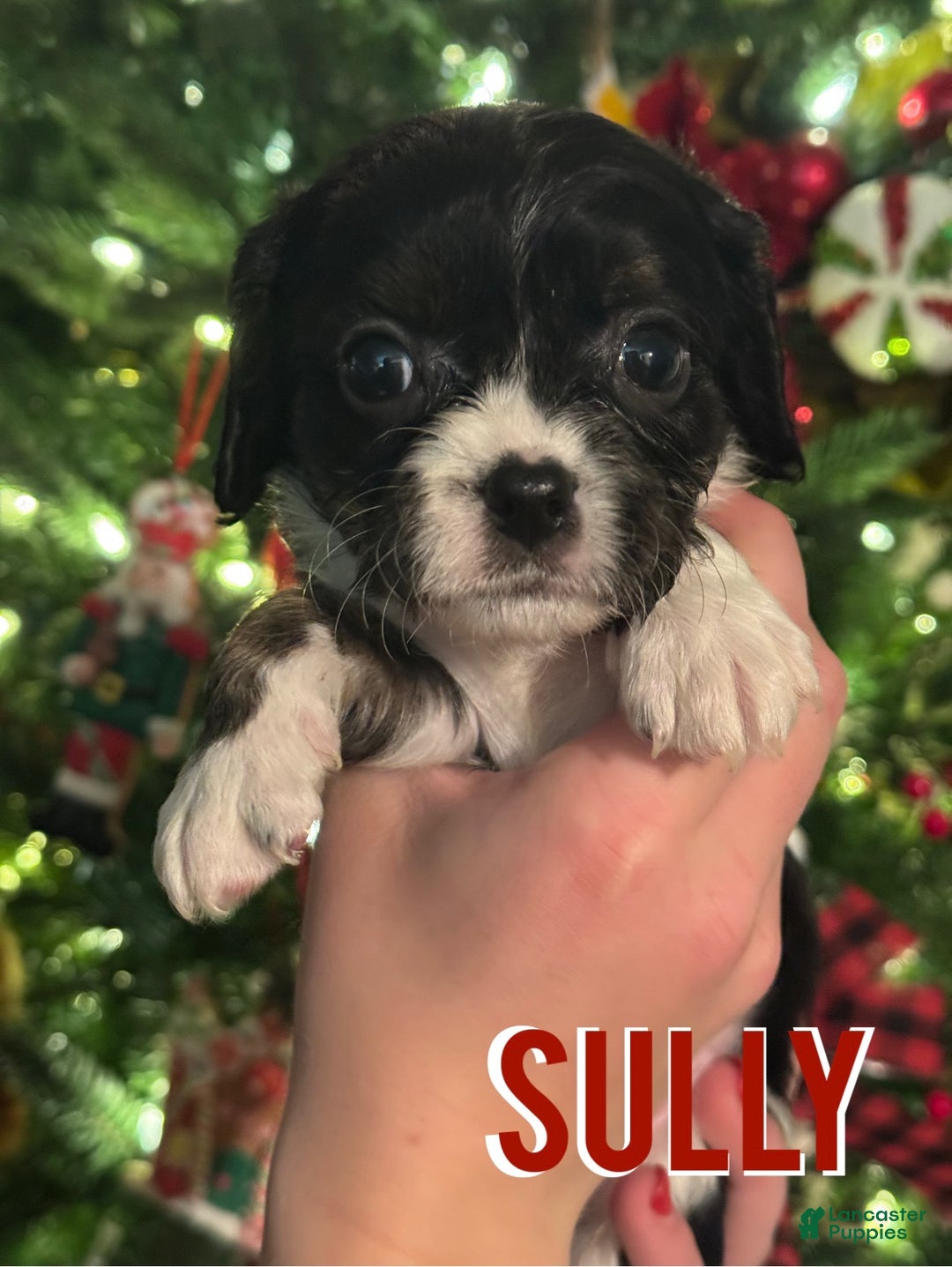 Cavapoo dogs for sale: SULLY - Ad 1