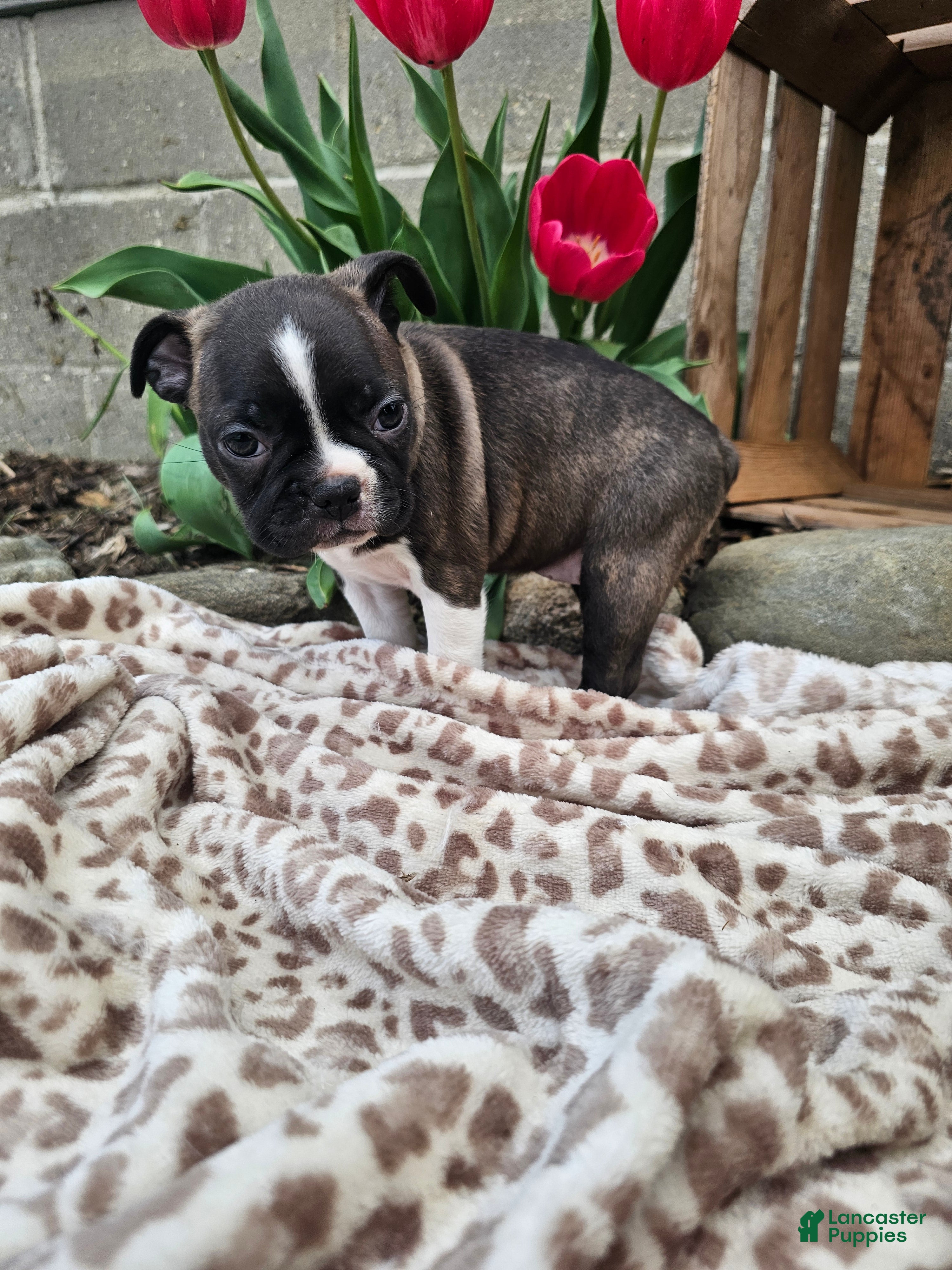 Boston Terrier dogs Amber - Ad 2