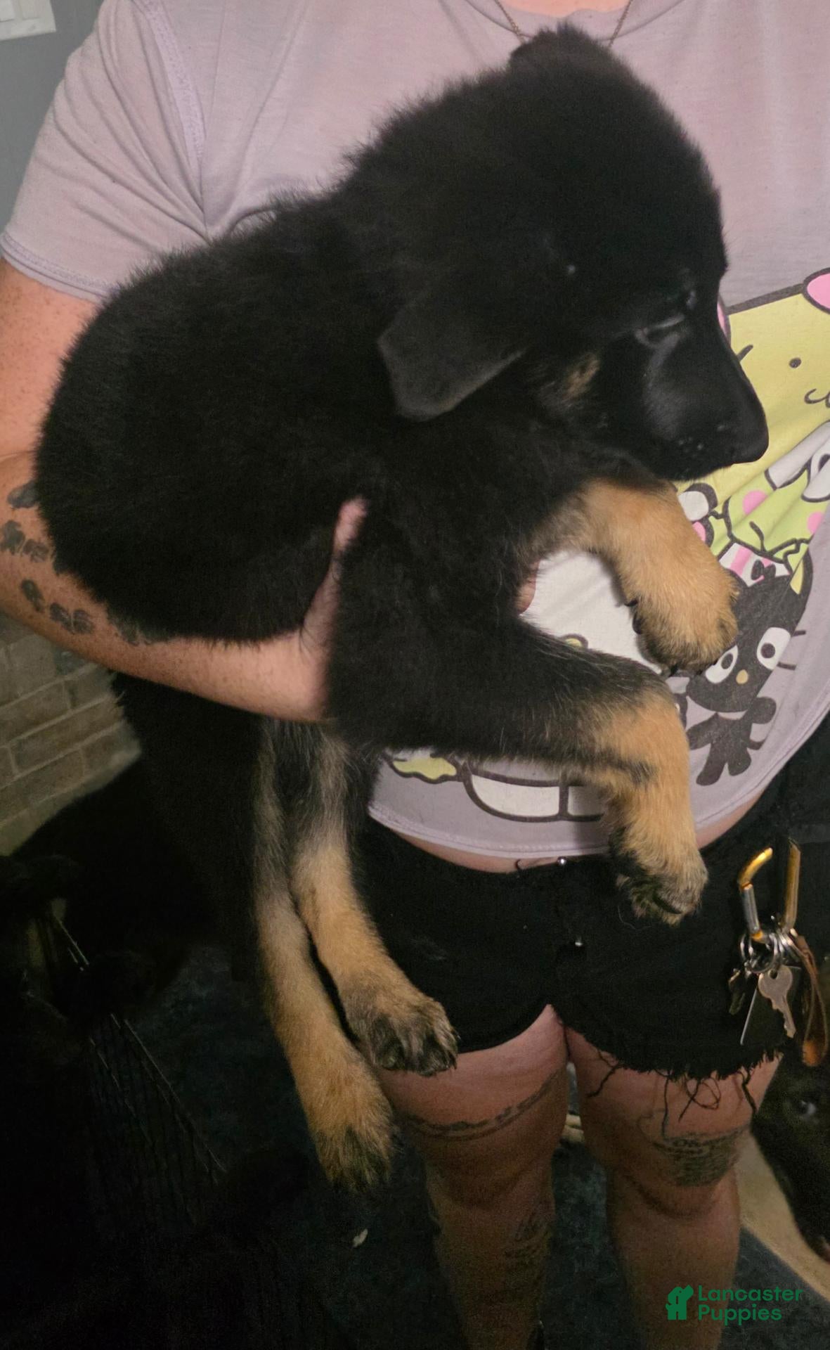 German Shepherd dogs German Shepherd 2 - Ad 8