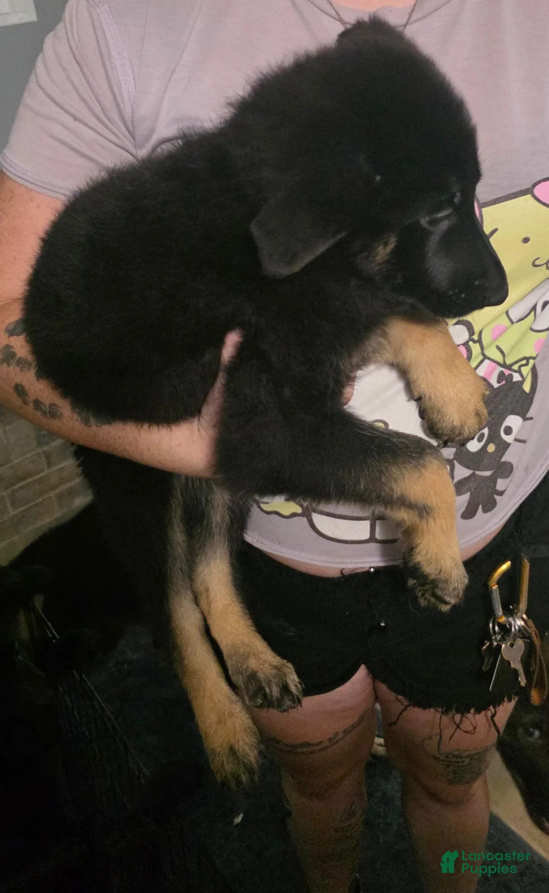 German Shepherd dogs for sale: German Shepherd 2 - Ad 1