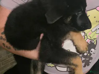 German Shepherd dogs German Shepherd 2 - Ad 8