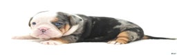 Mixed Breed dogs for sale: Rosie Merle koi pattern  - Ad 12