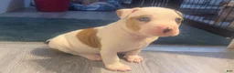American Bully dogs for sale: American Bully 7 - Ad 7
