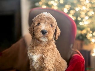 Mini Goldendoodle dogs Mini Goldendoodle Puppy 5 - Ad 15