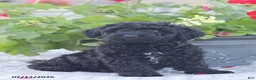 Miniature Poodle dogs for sale: Nevin - Ad 12