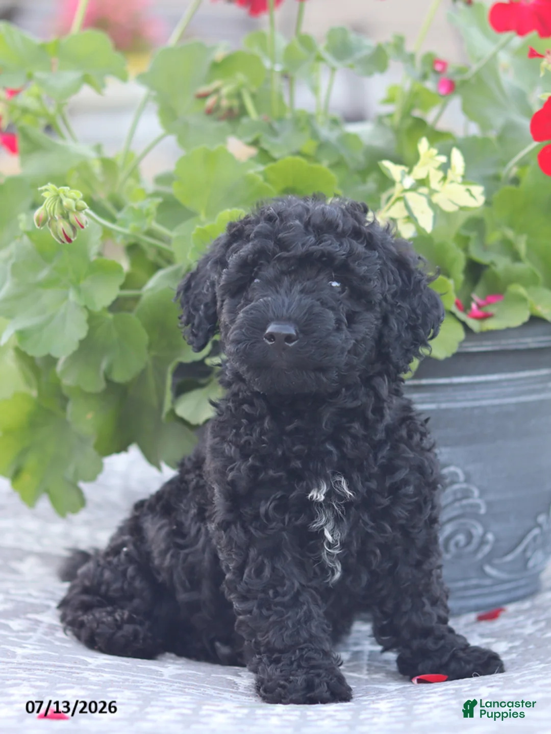 Miniature Poodle dogs for sale: Nevin - Ad 12