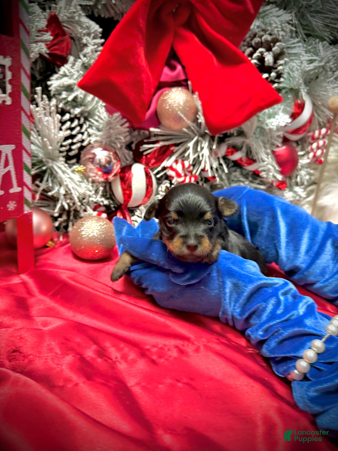 Yorkshire Terrier dogs for sale: Rigatoni  - Ad 14