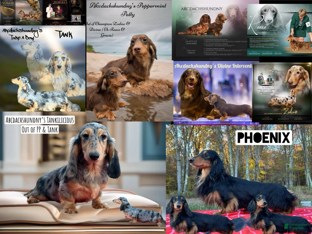 Dachshund dogs for sale: Import - Ad 17