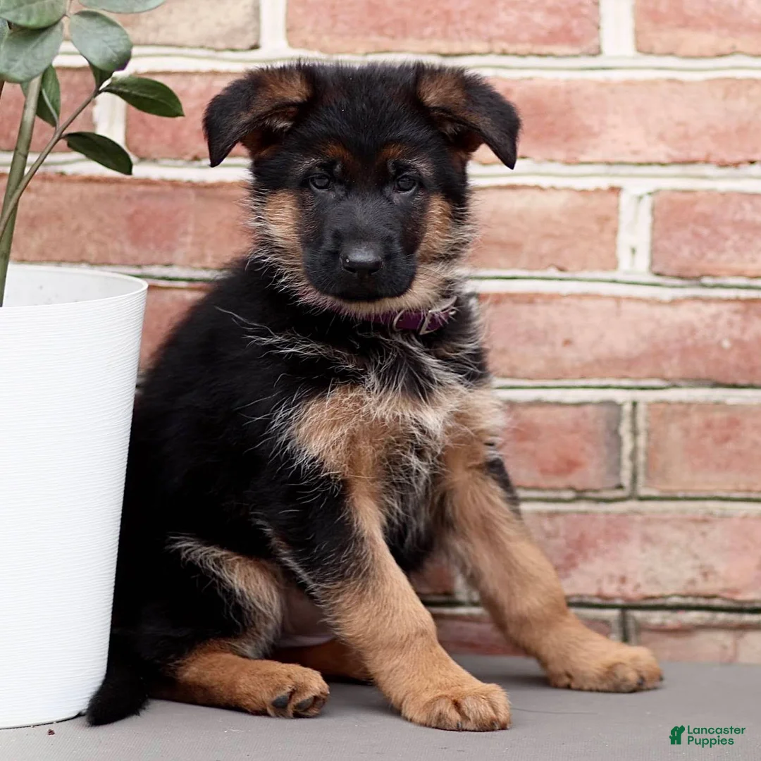 German Shepherd dogs for sale: Riley - Ad 1
