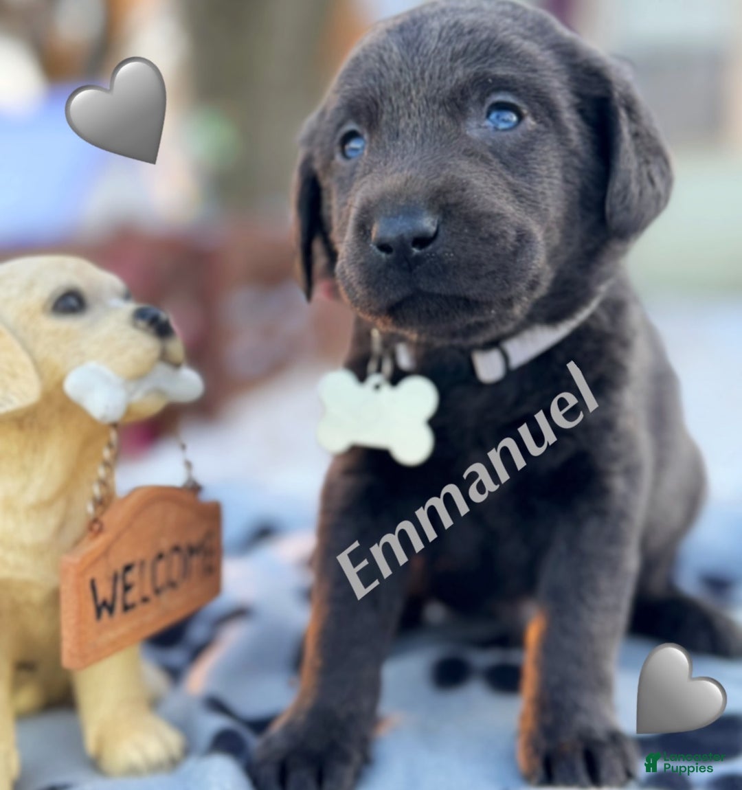 Labrador Retriever dogs for sale: Labrador Retriever Puppy 1 - Ad 7