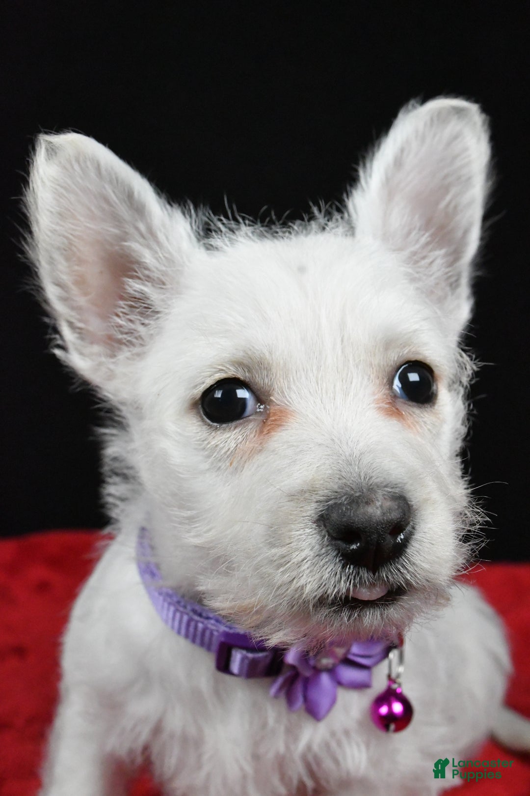 West Highland Terrier dogs for sale: Emmy - Ad 8