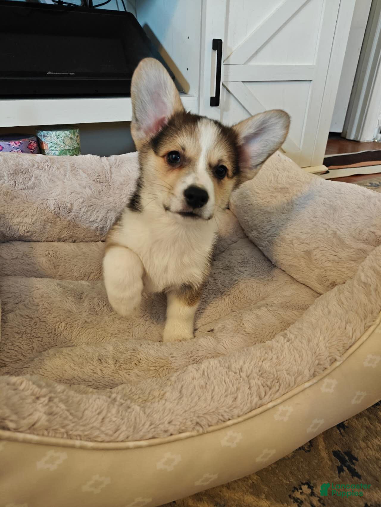 Welsh Corgi Pembroke dogs Milo AKC champion bloodline - Ad 2