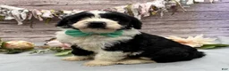 Portuguese Water Dog dogs for sale: Felix - Ad 4