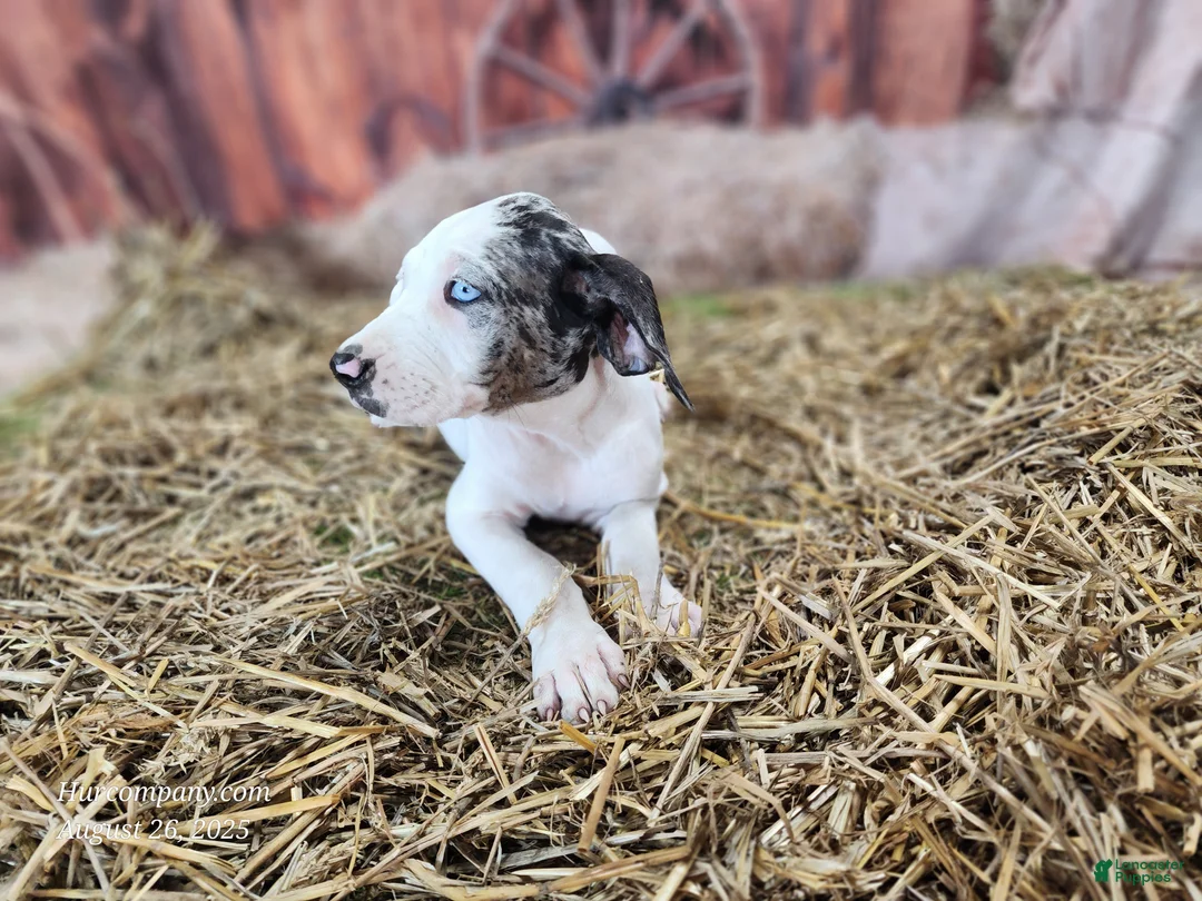 Catahoula Leopard Dog dogs for sale: Angel 2025 Female 1 - Ad 2