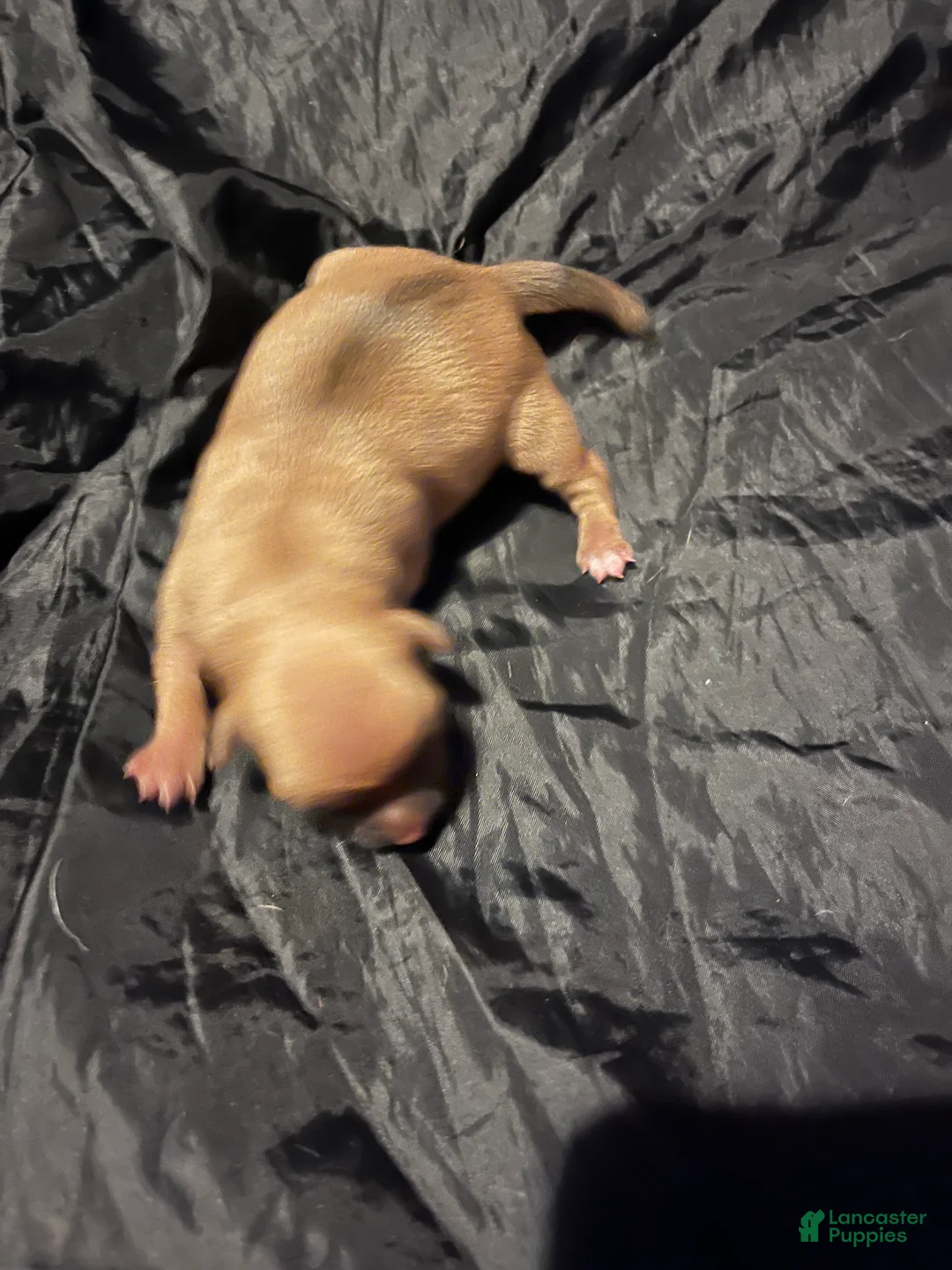 Chihuahua dogs for sale:  3 - Ad 2