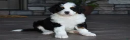 Mini Bernedoodle dogs for sale: Jazzie - Ad 14