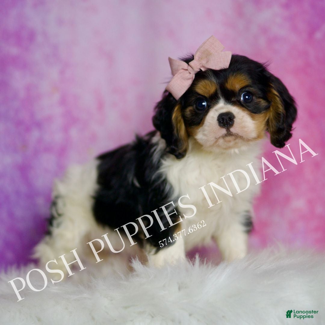 Cavalier King Charles Spaniel dogs for sale: Alice - Ad 7