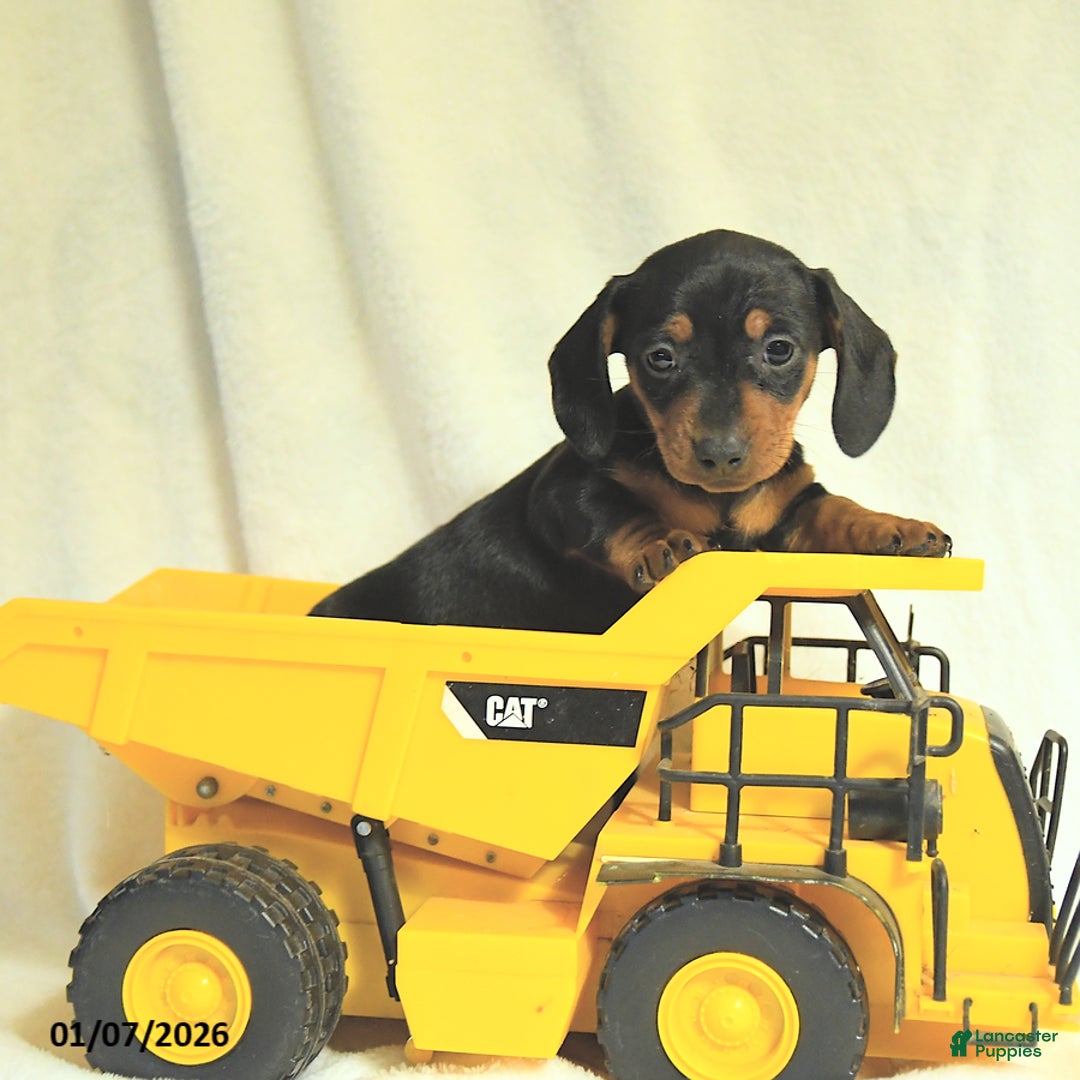 Miniature Dachshund dogs for sale: Destiny - Ad 4