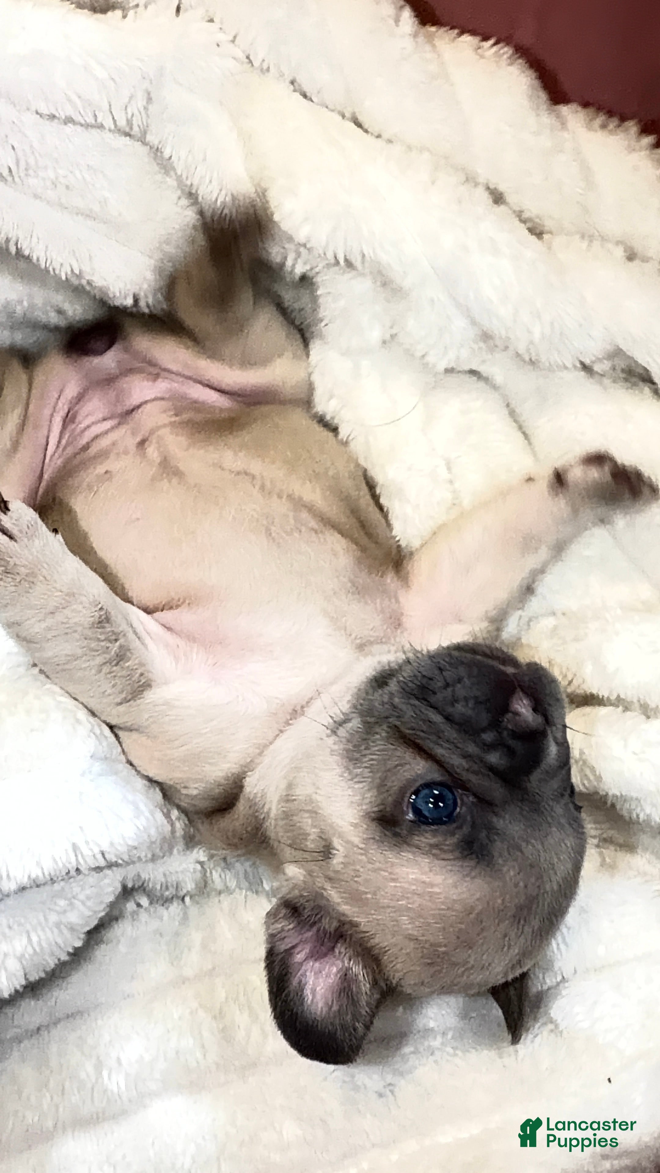 French Bulldog dogs French Bulldog Puppy 6 - Ad 2