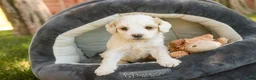 Mixed Breed dogs for sale: Gnome MUNCHKIN BERNEDOODLE - Ad 8