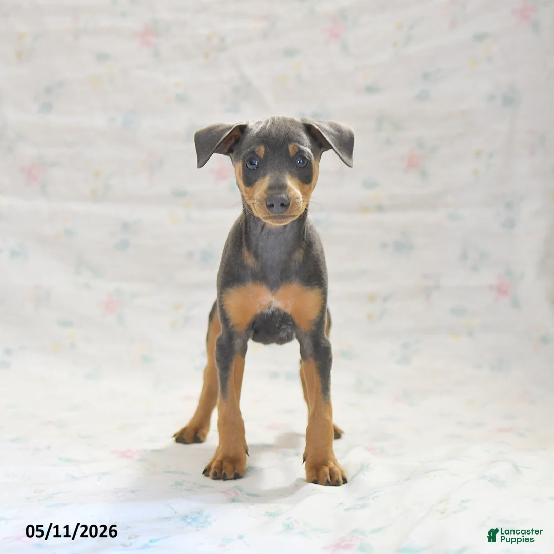 Miniature Pinscher dogs for sale: Phineas - Ad 3
