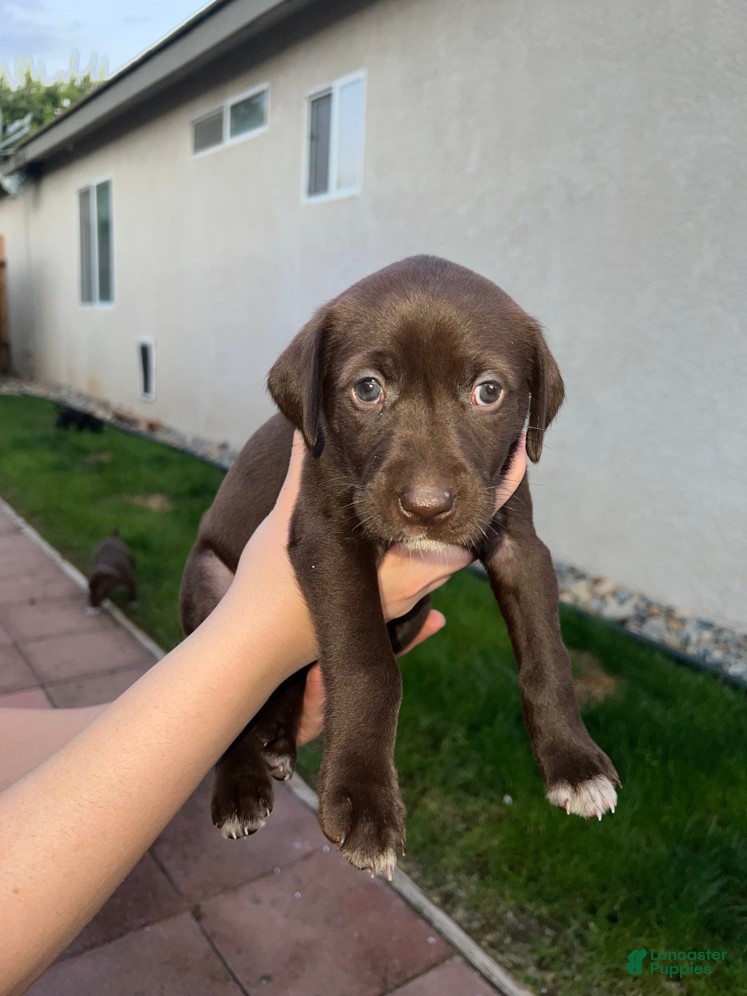 German Shorthaired Pointer dogs German Shorthaired Pointer Puppy 2 - Ad 2