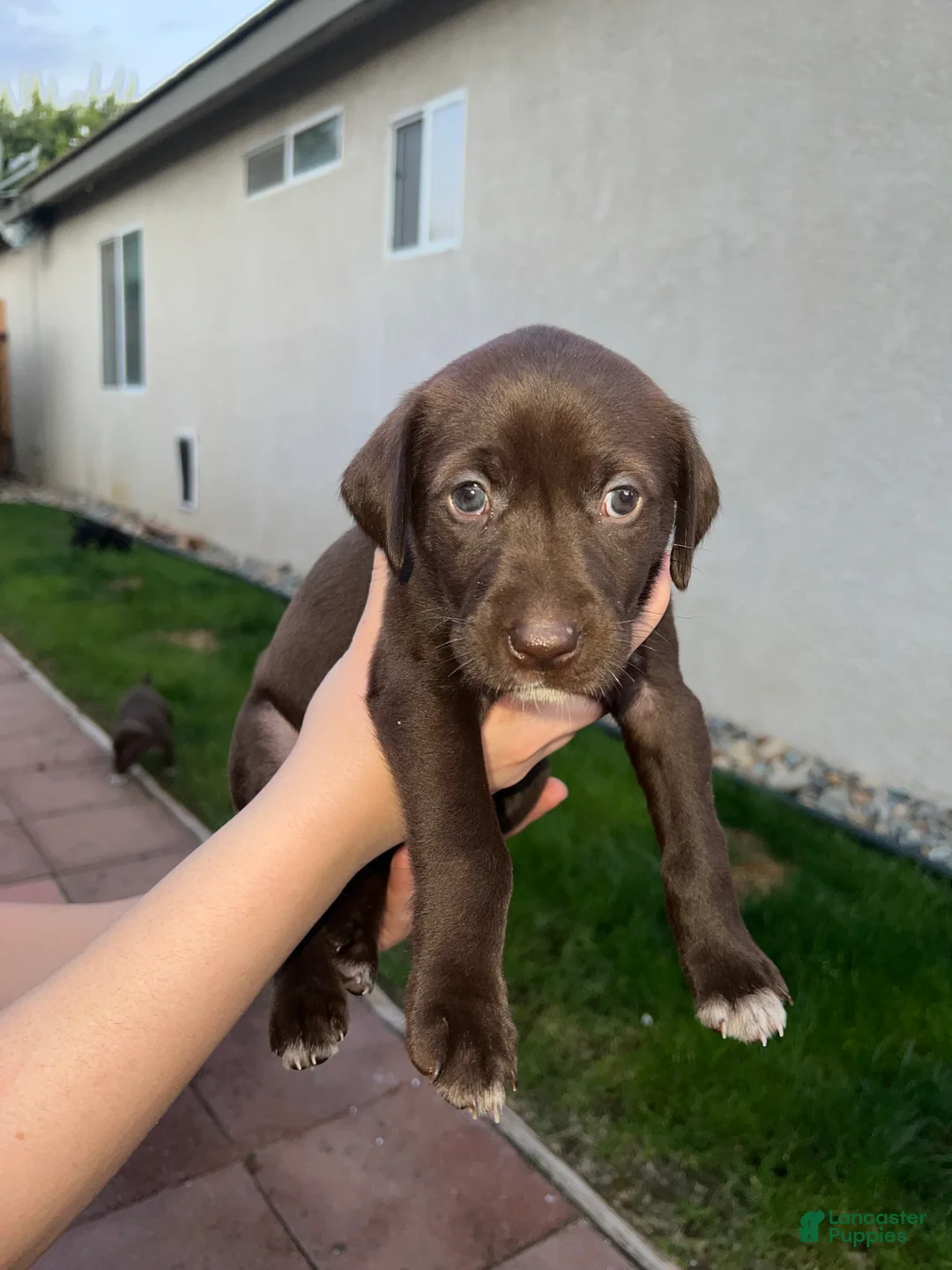German Shorthaired Pointer dogs for sale: German Shorthaired Pointer Puppy 2 - Ad 1