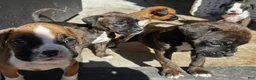 Boxer dogs for sale: Boxer 6 - Ad 2