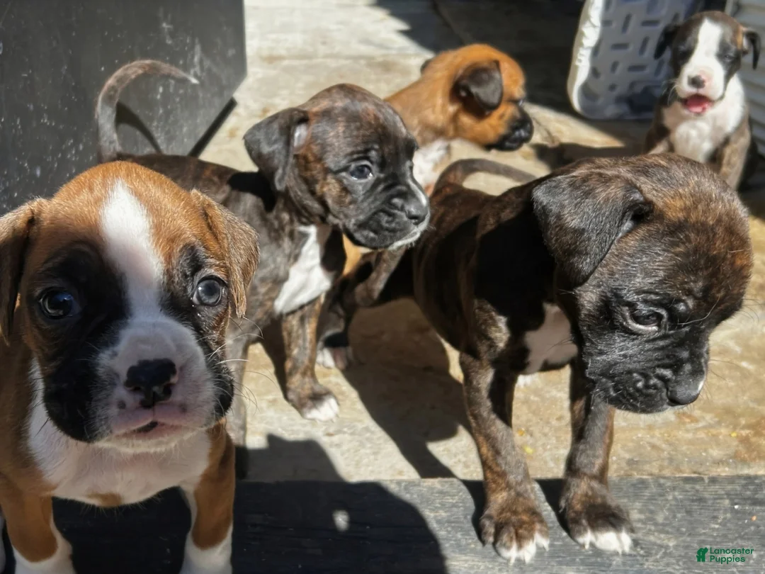 Boxer dogs for sale: Boxer 6 - Ad 2