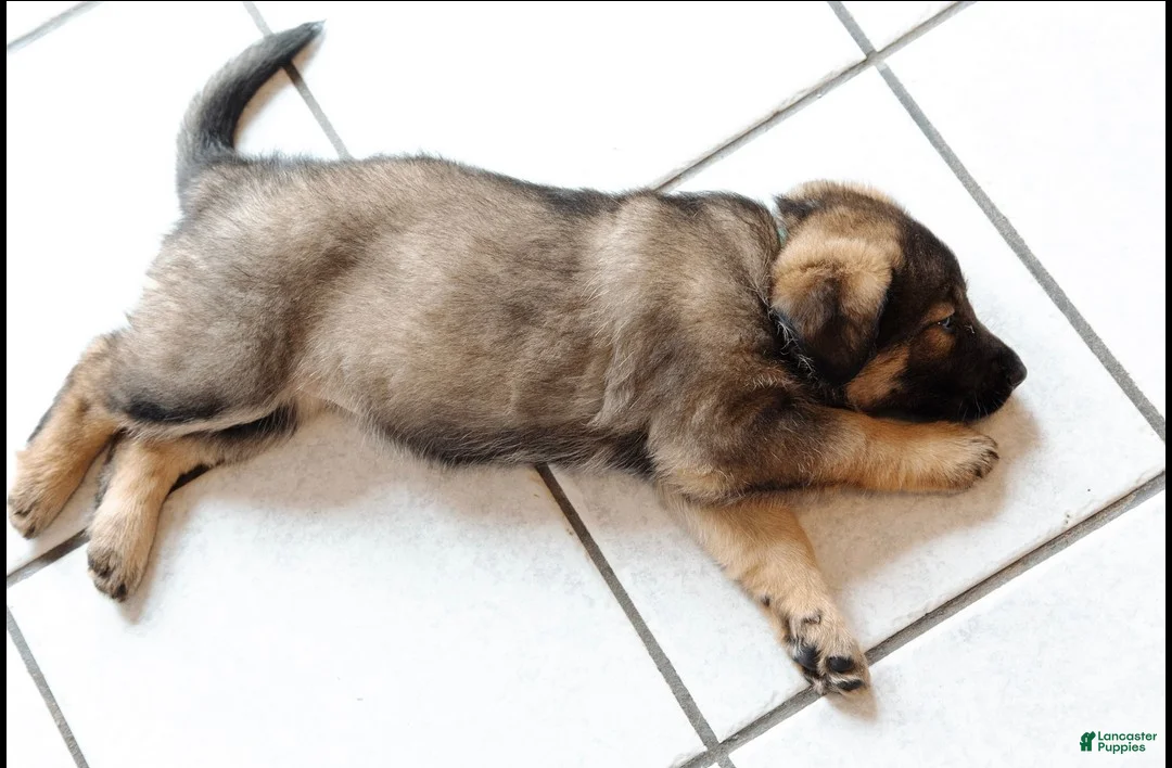 Mixed Breed dogs for sale: Nova - Ad 3