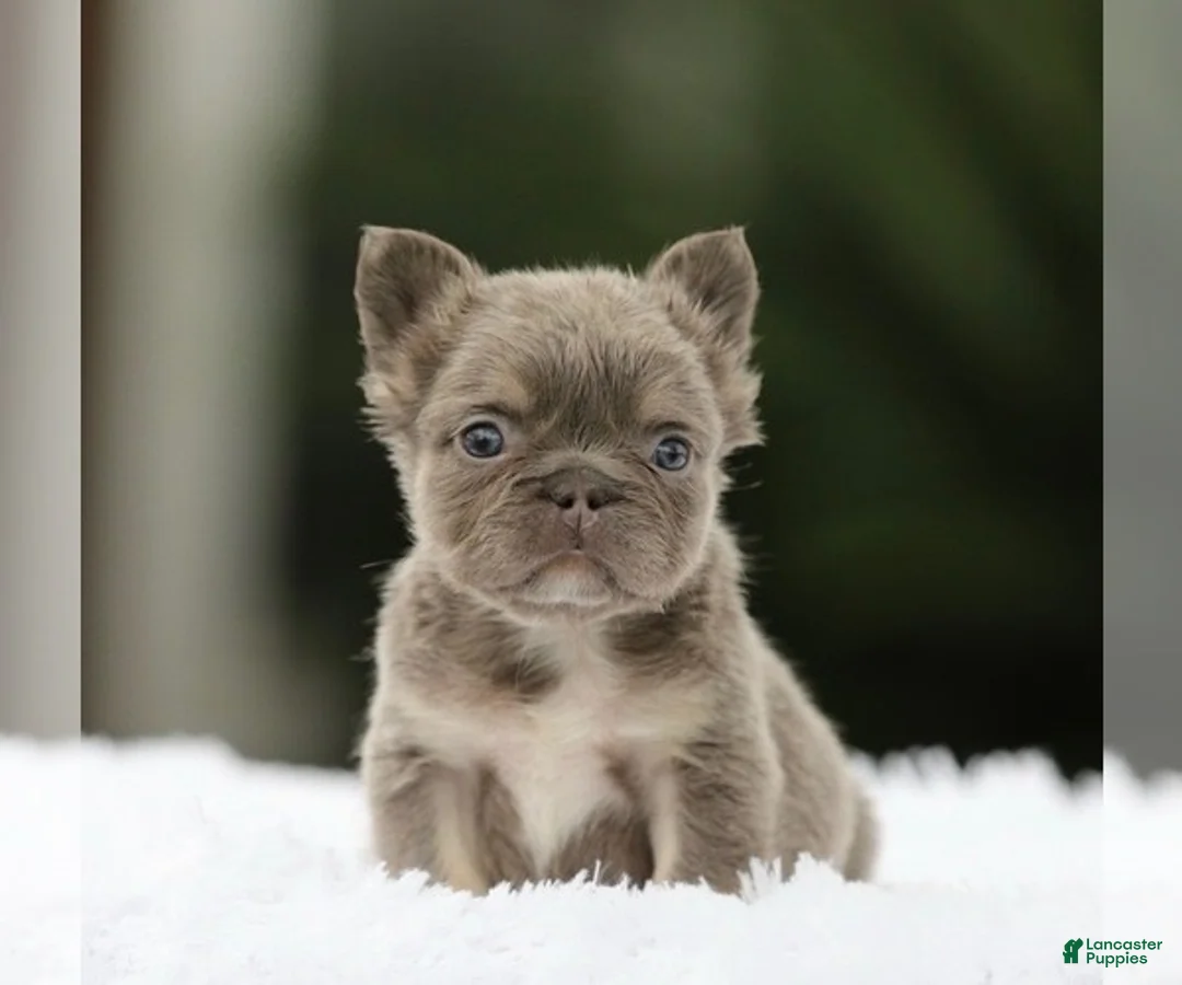 French Bulldog dogs for sale: SHANIA - LILAC TAN FLUFFY IN LA CA - USA DELIVERY - Ad 2