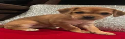 Mixed Breed dogs for sale: Mixed Breed 1 - Ad 2