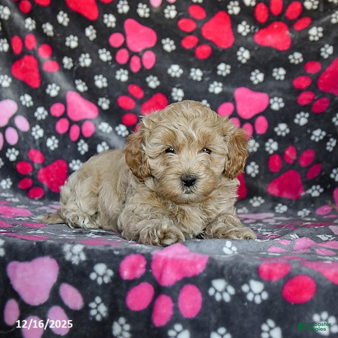 Mixed Breed dogs for sale: Hero - Ad 3